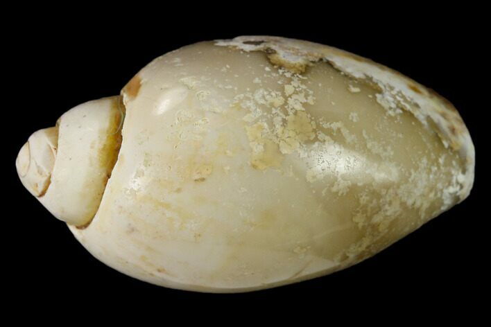Polished, Chalcedony Replaced Gastropod Fossil - India #133539